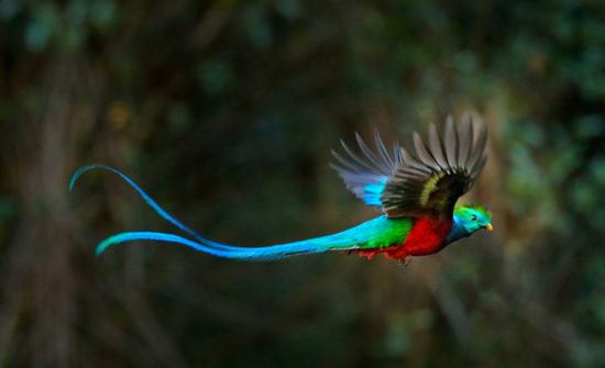 Bird-watching-Monteverde-Travel-Nature-Tours