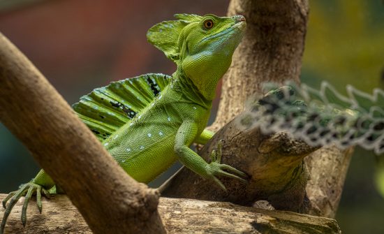 Reptile_1